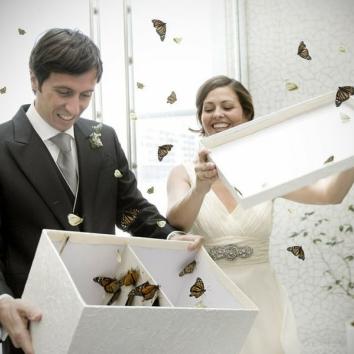 Liberación de mariposas