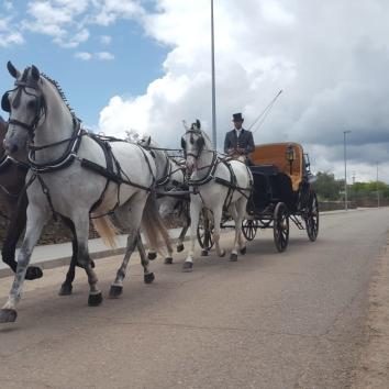 Carruajes de caballos cinco a la larga