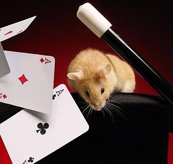 Animación Magia Infantil