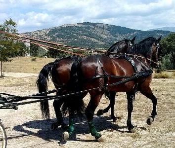 Coche de caballos para 4 personas 