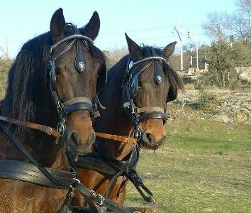 Paseo en Coche de Caballos y gastronomia para 4 personas