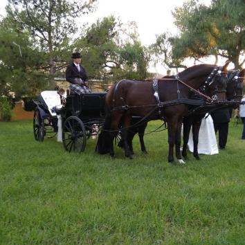 Carruajes con 5 caballos 