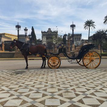 Carruaje con un caballo para bodas