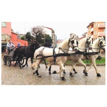 Carruaje con 5 caballos 