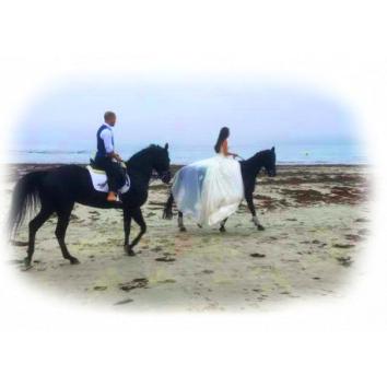 Caballos para reportaje de boda 